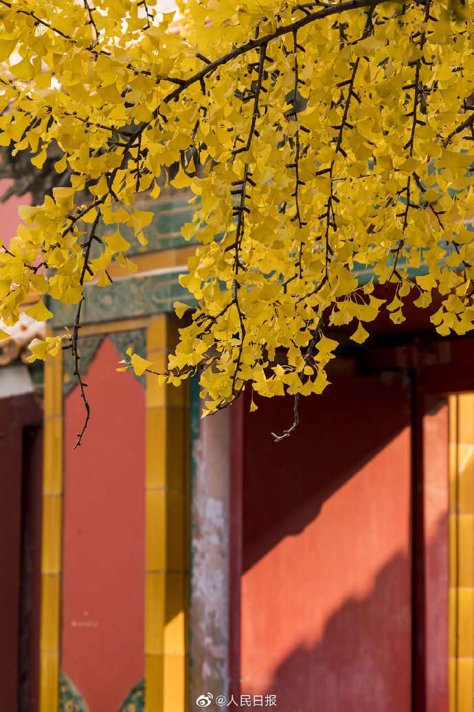 美哭了!故宫金瓦红墙遇上银杏 又逢今晨朝霞满天!
