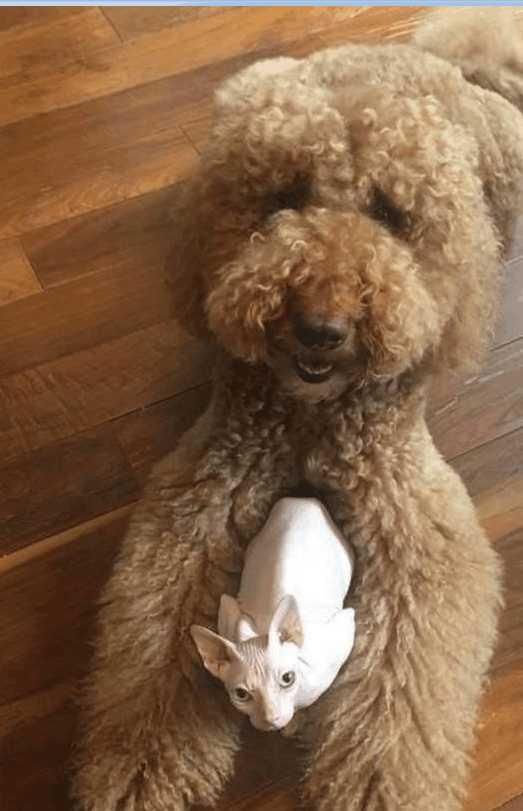 霍思燕微博晒日常,网友却发现杜江隐形富豪,养