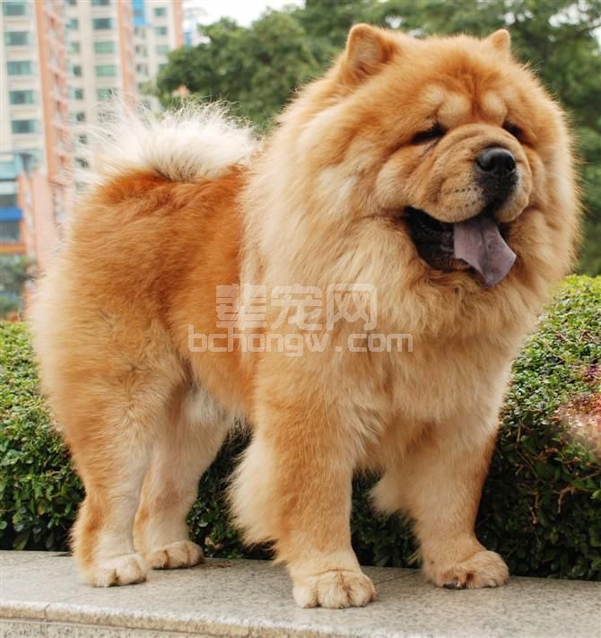 赛级松狮幼犬怎么辨别