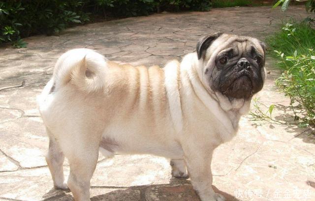 么狗不掉毛适合家养?最不掉毛的狗狗排行榜!