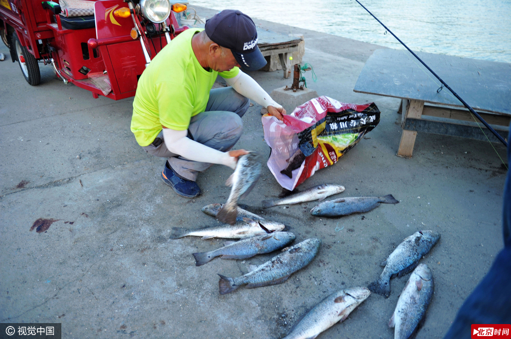 大潮带来渔汛 青岛码头遍地美国红鱼