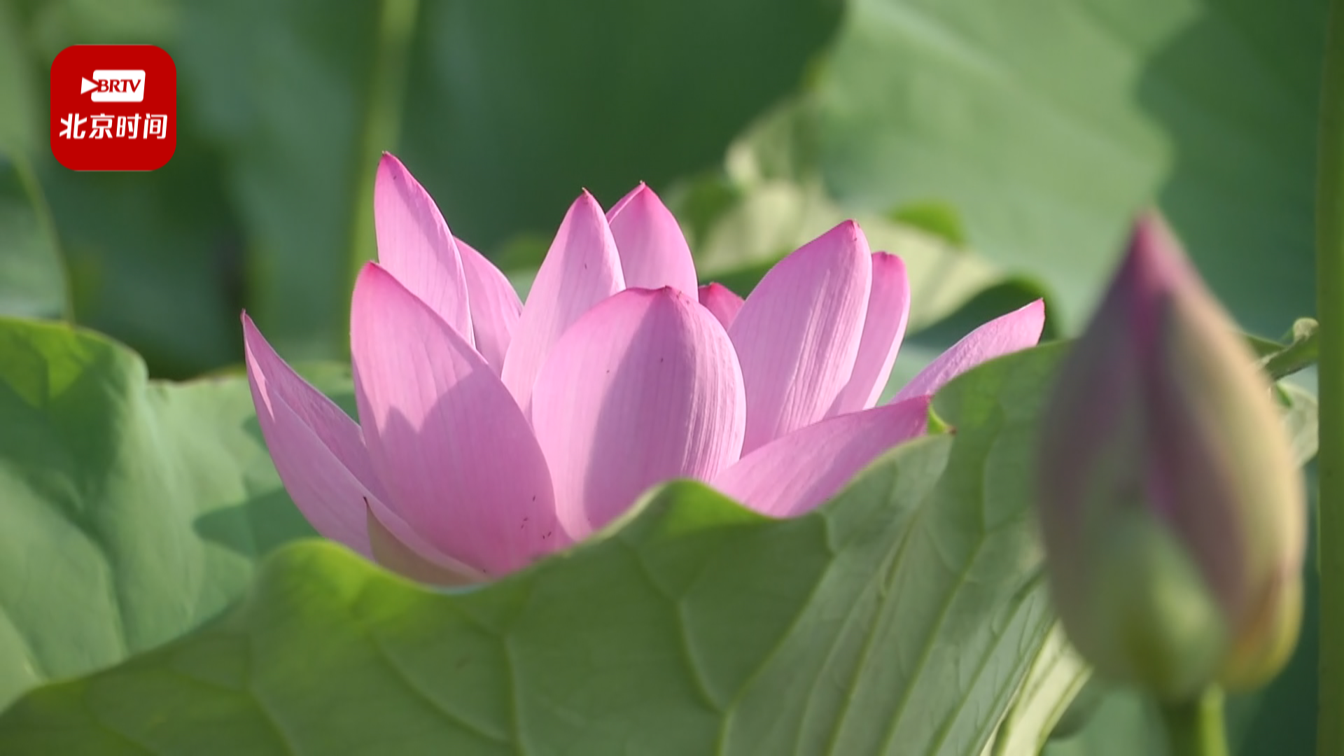 莲花池公园荷花节开幕啦