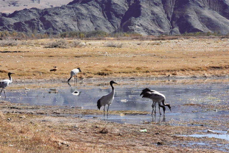 【领航新征程】黑颈鹤在“西藏粮仓”食宿无忧 【领航新征程】黑颈鹤在“西藏粮仓”食宿无忧