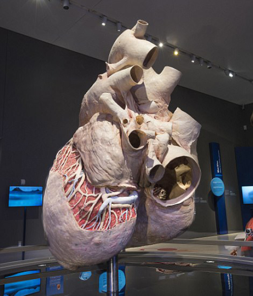 400斤!世界最大心脏展出 堪比轿车