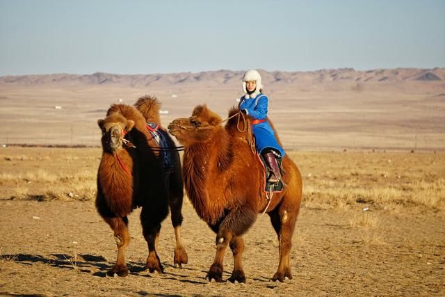 骆驼为什么不怕仙人掌?还吃的津津有味,网友: