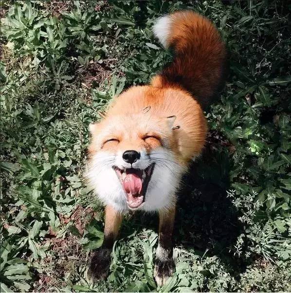 笑得像狐狸图片