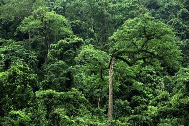 中国最美森林,号称东方亚马逊,就在云南,你知