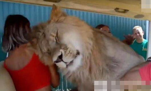 狮子跑进观光车求抱 吓坏游客