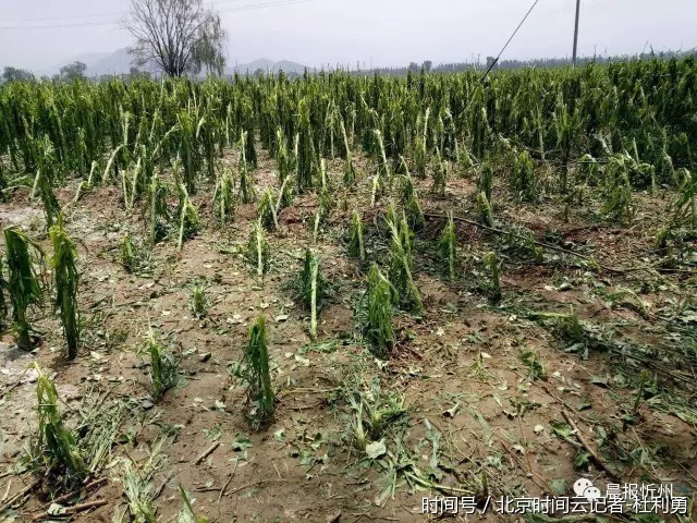 山西定襄遭遇罕见冰雹袭击镇安寨村近半农作物几近绝收_北京时间