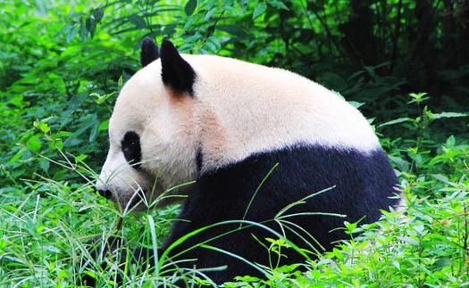 成都十大旅游景点推荐 2018成都旅游景点排行榜