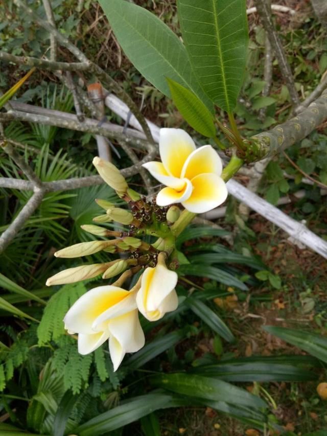 我在路边发现了鸡蛋花,心情顿时快活起来--我最喜欢鸡蛋花的香味,自从
