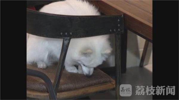 常州惊现宠物餐厅 常州惊现宠物餐厅