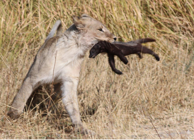男子野外无意拍下蜜獾大战狮子一幕,最后的结局让人意外
