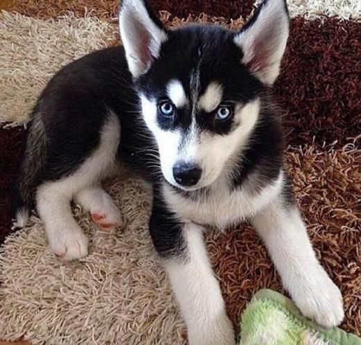 最猥琐哈士奇露出了开心的笑容,媳妇居然这么