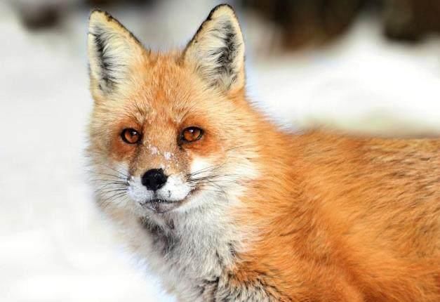 阿婆救了一只狼后就一病不起,死前却把巨款给