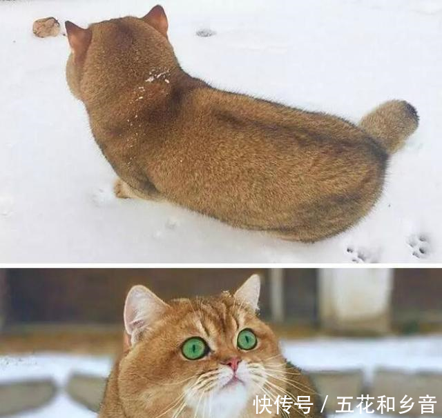 搞笑图片笑话段子关于爱情,你永远猜不到结局