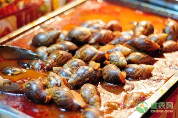 农村致富项目:稻田套养螺蛳不仅效益高,还有政