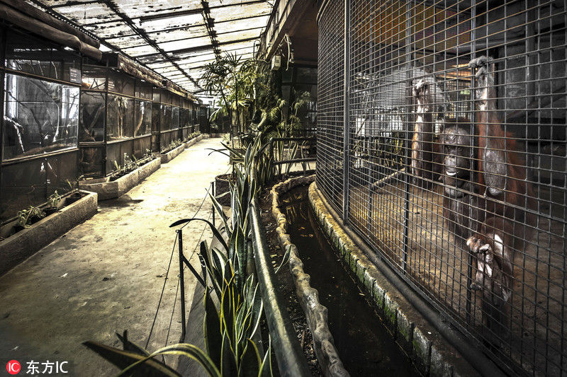 图揭泰国旅游业黑暗真相 动物成困兽惨不忍睹