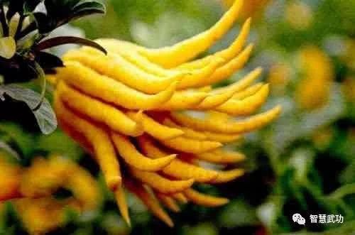 10大最不常见的水果,第一在中国禁止出口,国宝