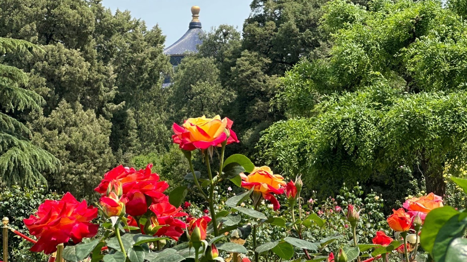 天坛公园月季点亮初夏 天坛公园月季点亮初夏