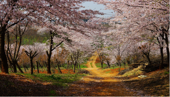 平坝农场万亩樱花即将绽放 就等您来了!