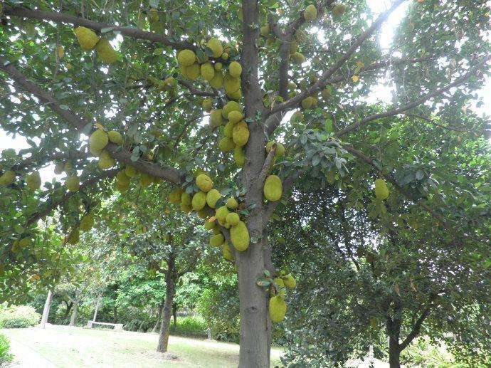 一颗榴莲树明明能长那么多榴莲, 为什么榴莲还