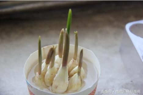 发芽的大蒜到底是防癌还是中毒?终于有肿瘤科