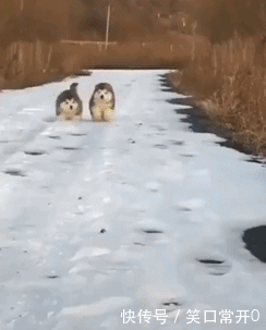 搞笑幽默的动态图GIF 这两个小宝贝真是很可爱