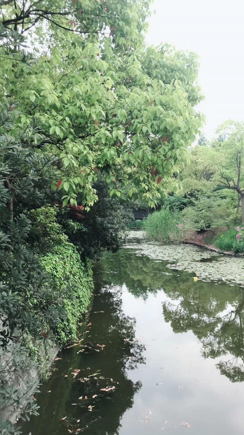 恢复肾虚为什么要活血化瘀?