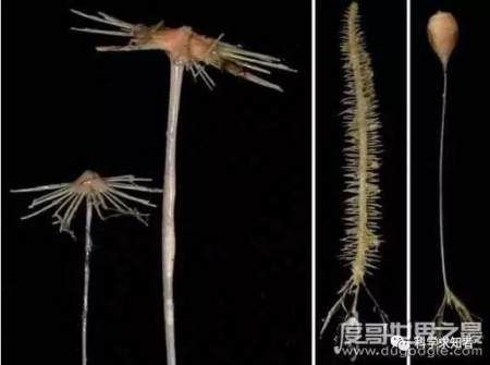 探索海底一万米有多恐怖, 拥有数不尽的怪异生