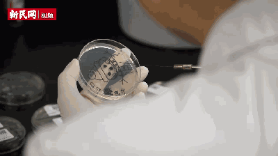 第二步是在培养皿上,用检验时用的细针,圆环作画笔蘸取霉菌,描摹已有