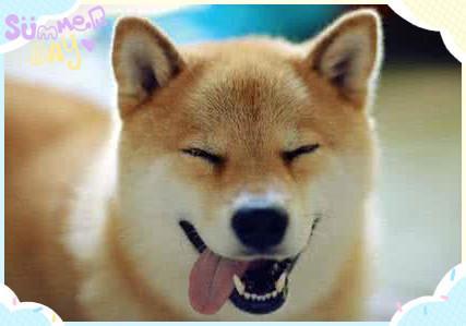 为什么有的狗会笑?世界上最幸福的狗