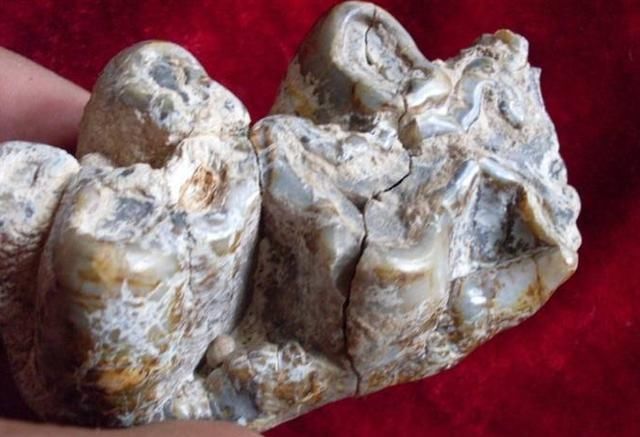 澳大利亚史前巨齿鲨牙齿化石失踪 全世界古生