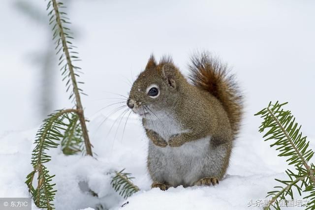 2018年生肖运势属鼠运程,鼠今年运势让你大开