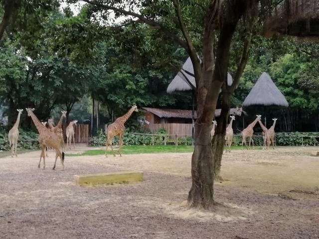 长隆世界,带孩子广州游必去的新景点,广东行6