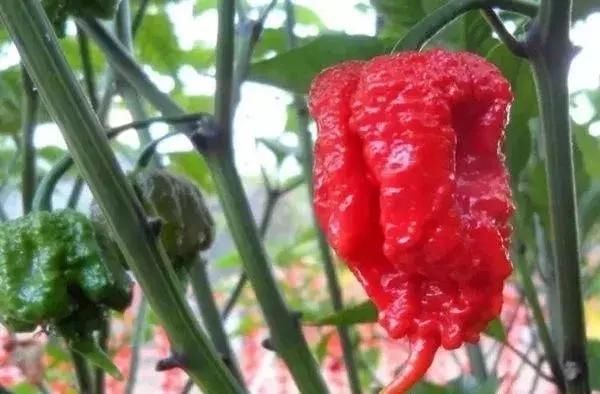 全世界辣椒品种大集合,辣瞎你的眼睛!看你知晓