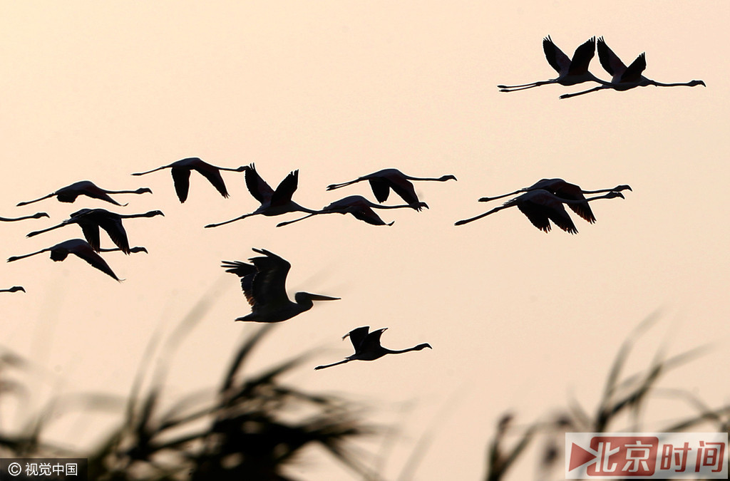 火烈鸟脖子长，常呈S型弯曲;嘴短而厚，上嘴中部突向下曲，下嘴较大成槽状，上喙比下喙小;脚极长而裸出，向前的3趾间有蹼，后趾短小不着地;翅大小适中;尾短。