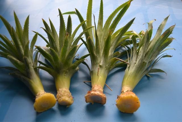 吃完菠萝不过瘾,不如试试自己种,还能做盆栽