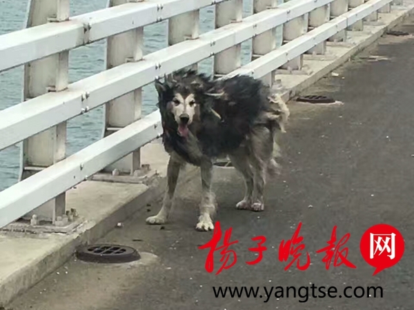 溧水石臼湖大桥惊现凶残野狼?