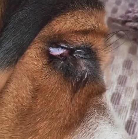 主人超爱美,闲来给狗狗涂指甲油,狗狗默默哭泣