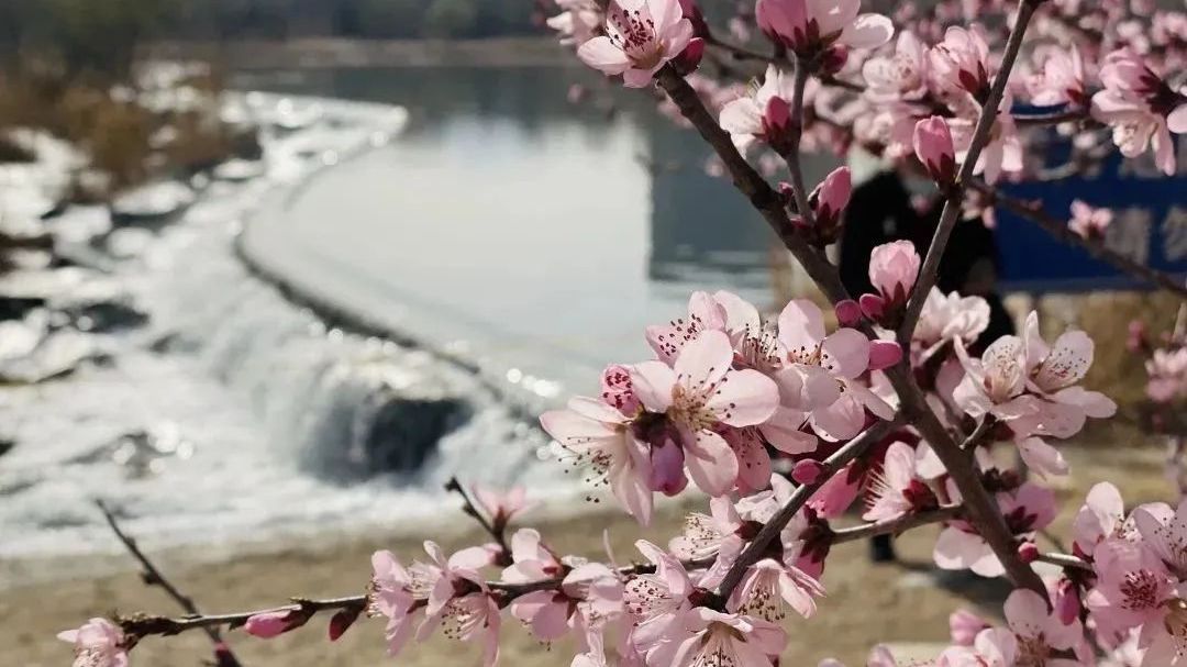 北京冬奥公园春游赏花攻略,与春天撞个满怀! 北京冬奥公园春游赏花攻略,与春天撞个满怀!