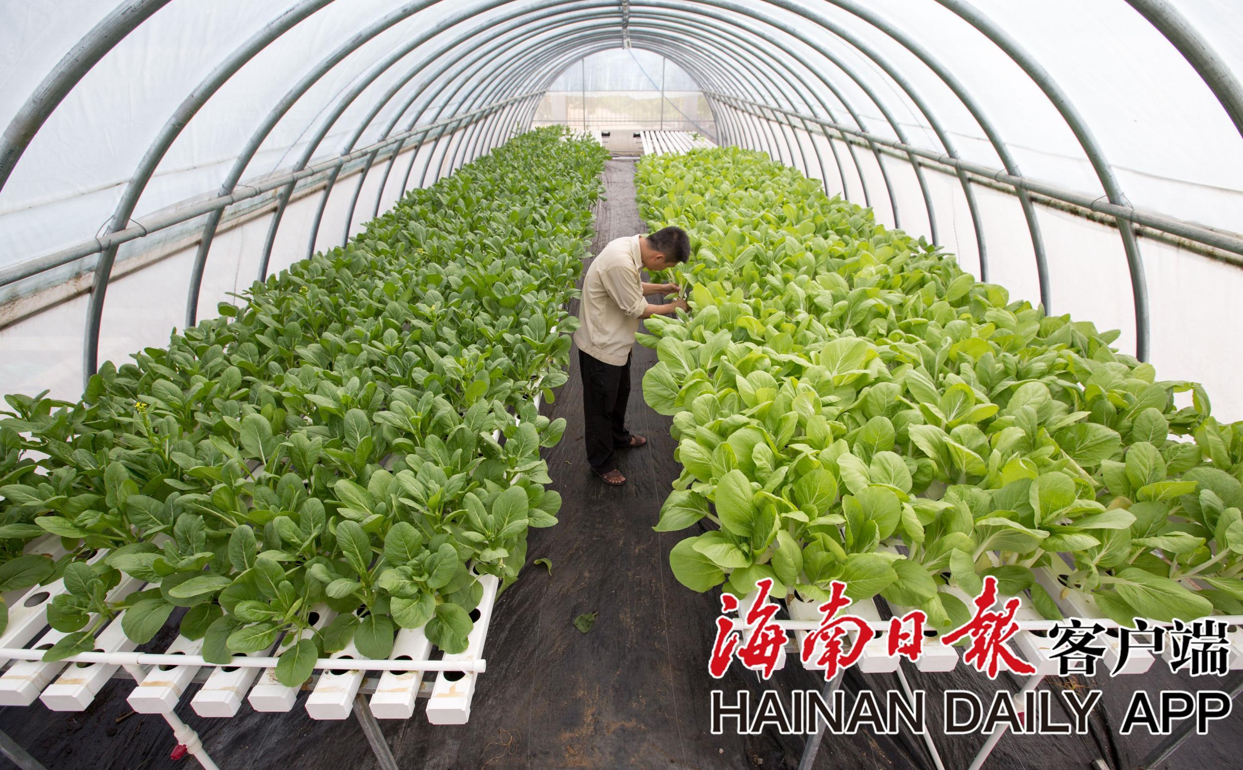 三亚利用水耕栽培技术种植蔬菜 大棚可抗14级台风