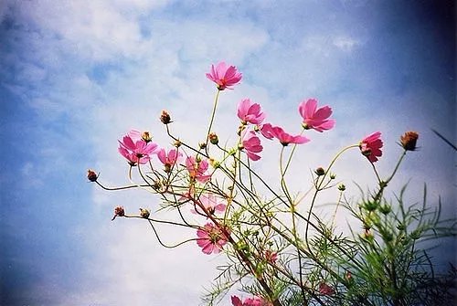 短而有感的好句,最新个性签名