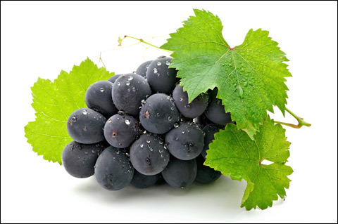 小暑农事:葡萄雨季管理策略 小暑农事:葡萄雨季管理策略