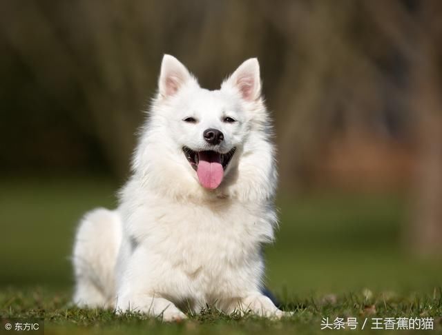 如何训练萨摩耶不乱叫