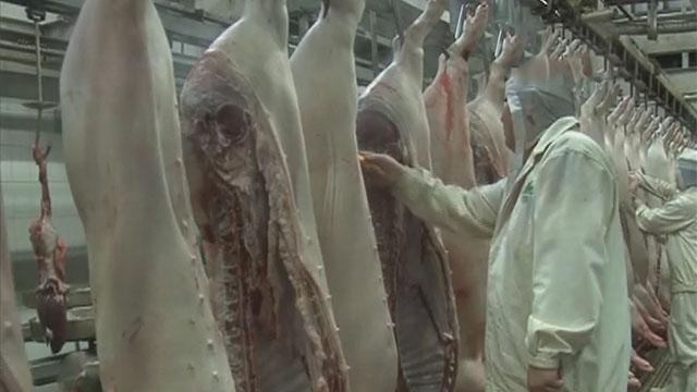 记者探秘源头 猪肉加工全过程 记者探秘源头 猪肉加工全过程