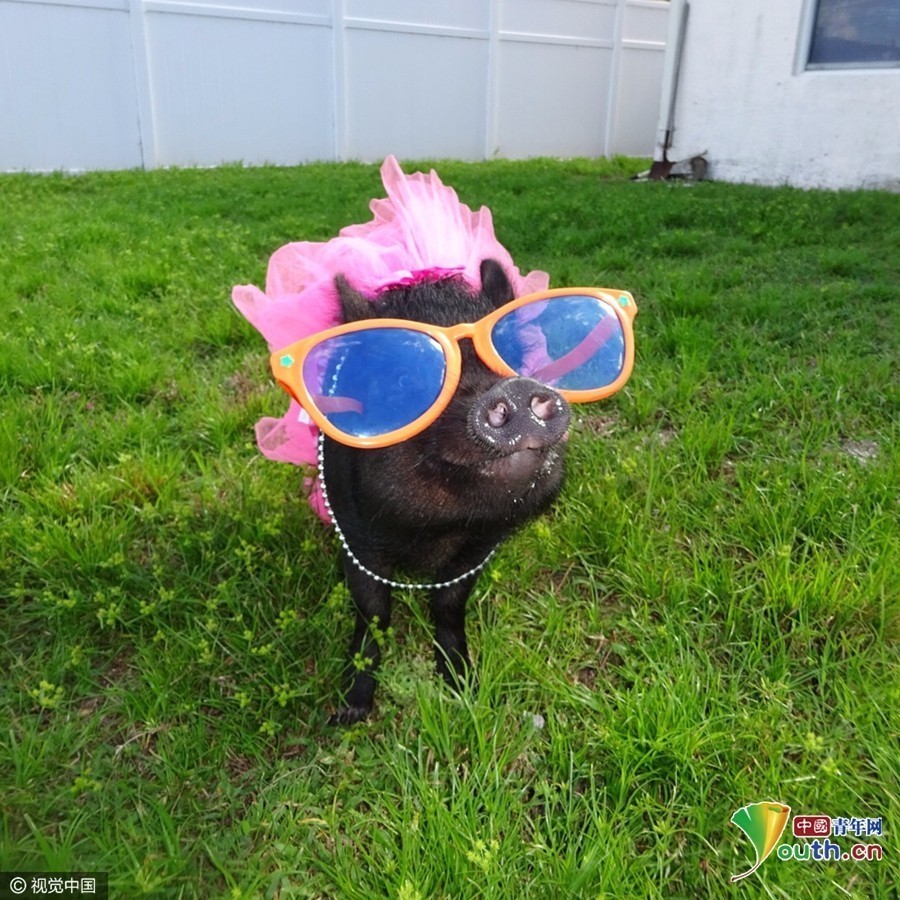 美国宠物猪穿衣打扮逗人乐 时髦撩人样样行 美国宠物猪穿衣打扮逗人乐 时髦撩人样样行