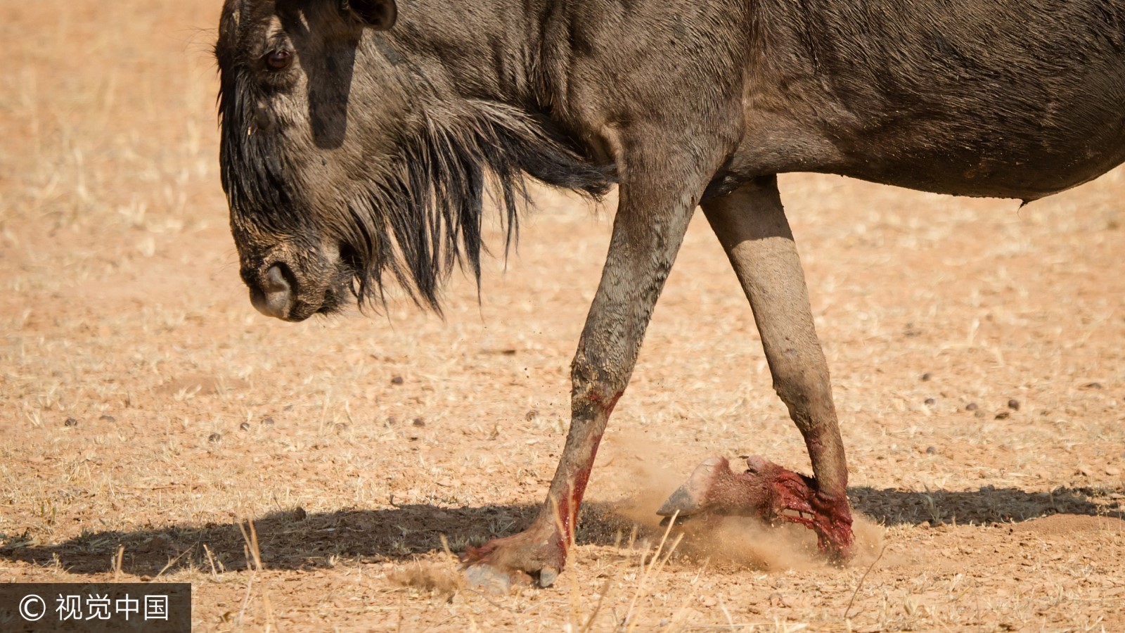 martins拍摄到这样一组图片,一群蓝牛羚在水塘边打架,其中一只角马