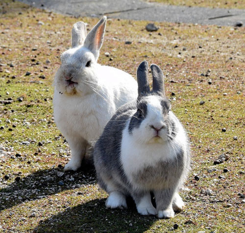 被700只兔子占领的日本"兔岛":繁殖迅速岛内禁止投食