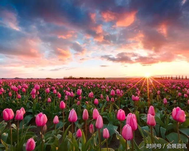 花卉摄影 || 国外摄影师绝美花卉摄影作品 花卉摄影 || 国外摄影师绝美花卉摄影作品